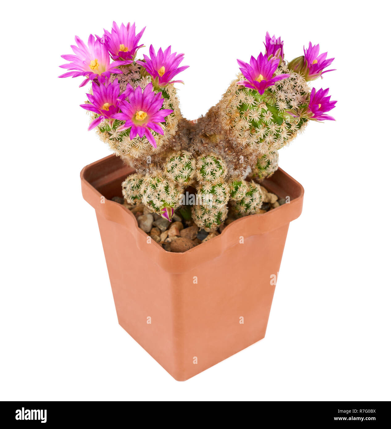 Rosa in fiore fiori cactus nel vaso isolato su bianco Foto Stock