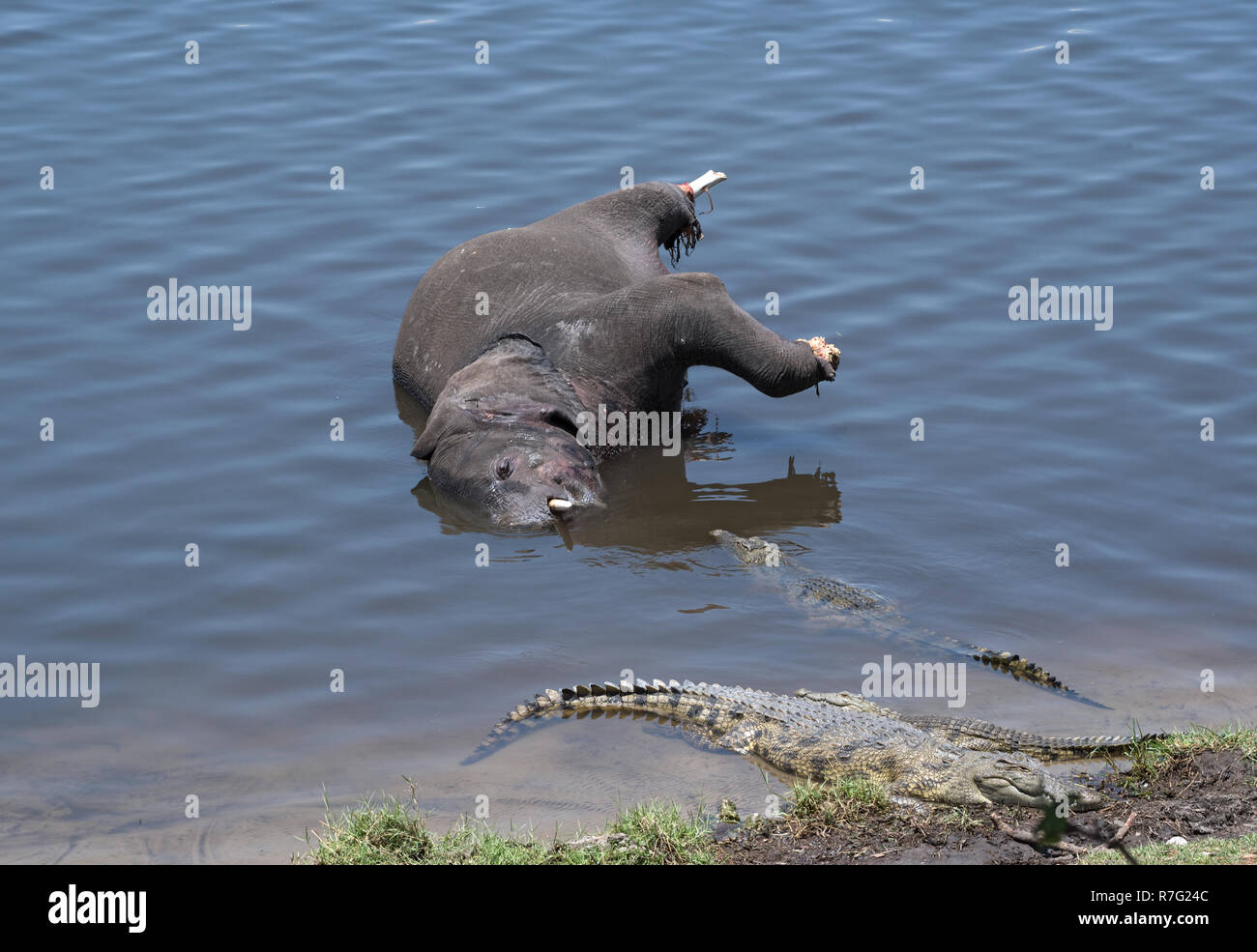 Elefante morto con i coccodrilli nel fiume Chobe, Botswana Foto Stock