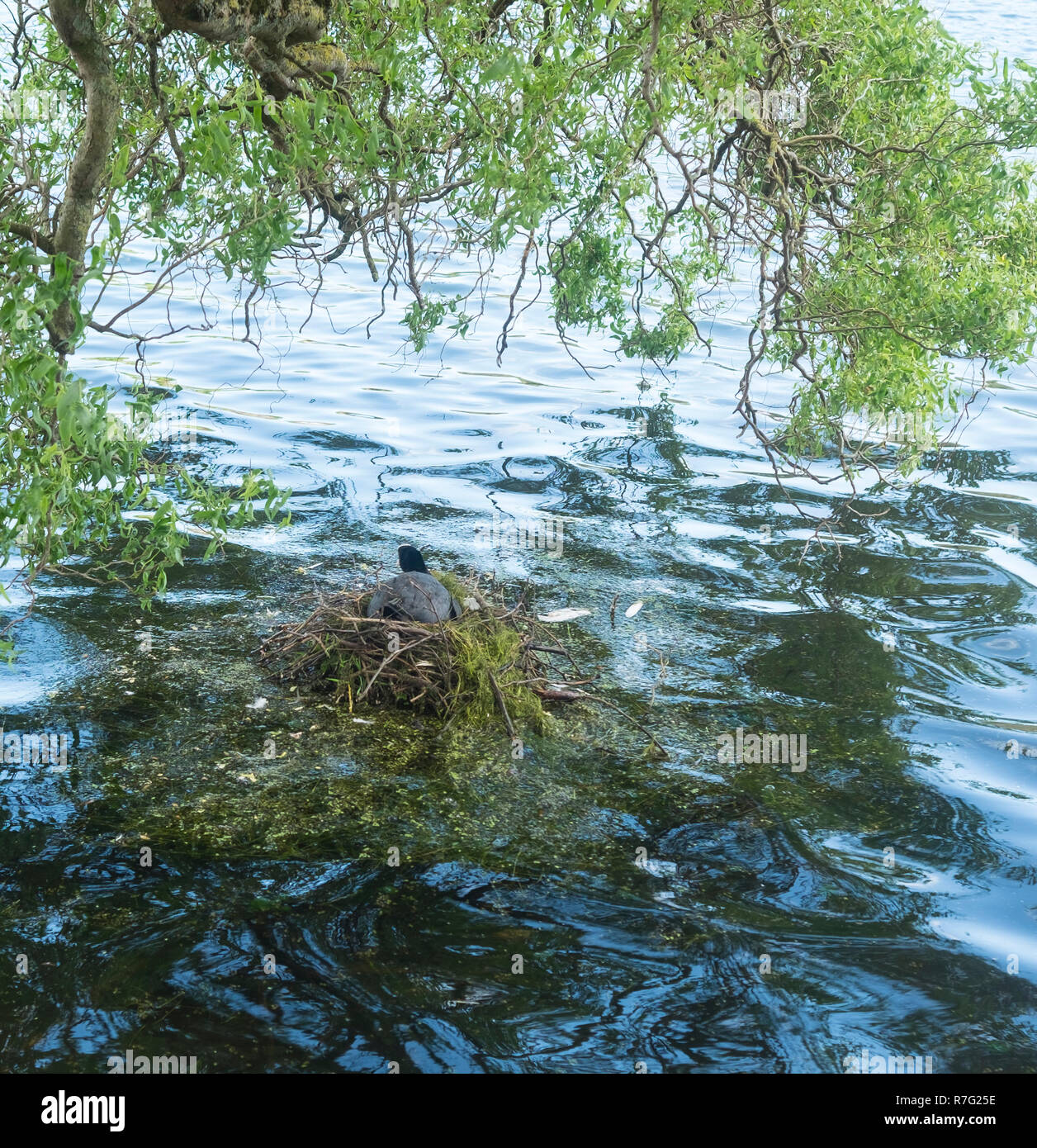 Coot nidificazione sotto un albero di serie 3731 Foto Stock