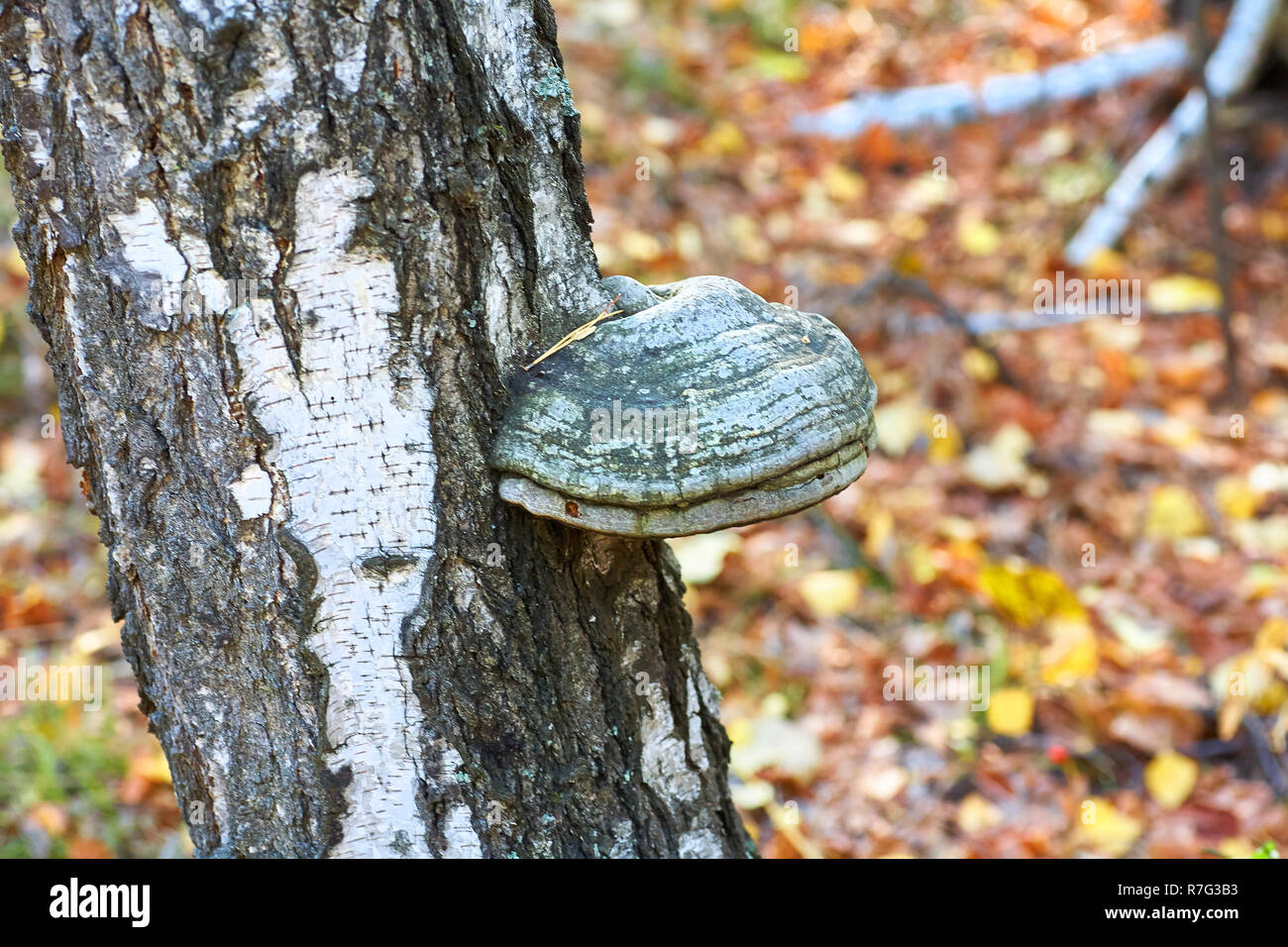 Vecchia betulla morto nella foresta con un fungo in espansione. Foto Stock