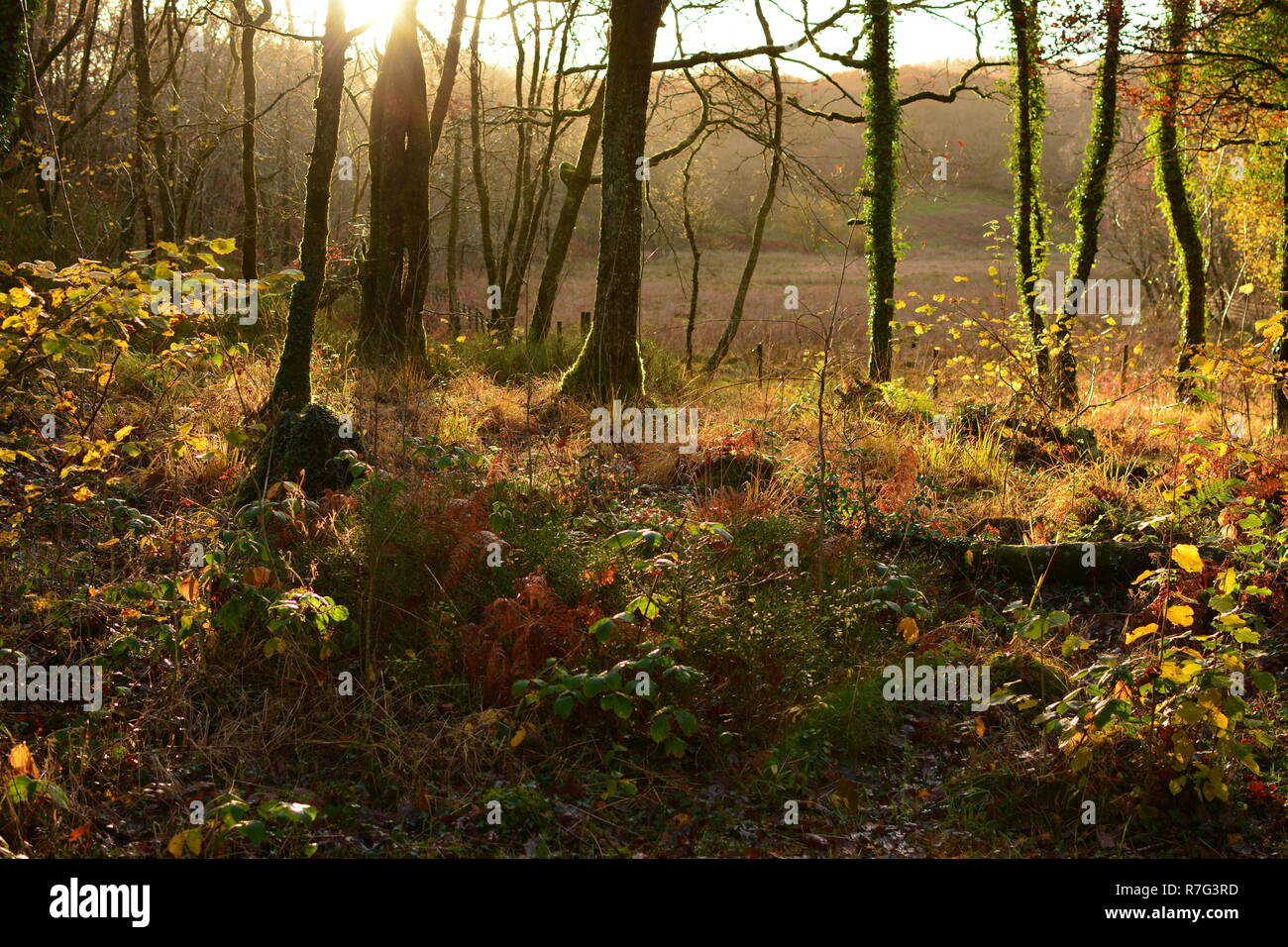 Raggi di sole attraverso alberi autunnali Foto Stock