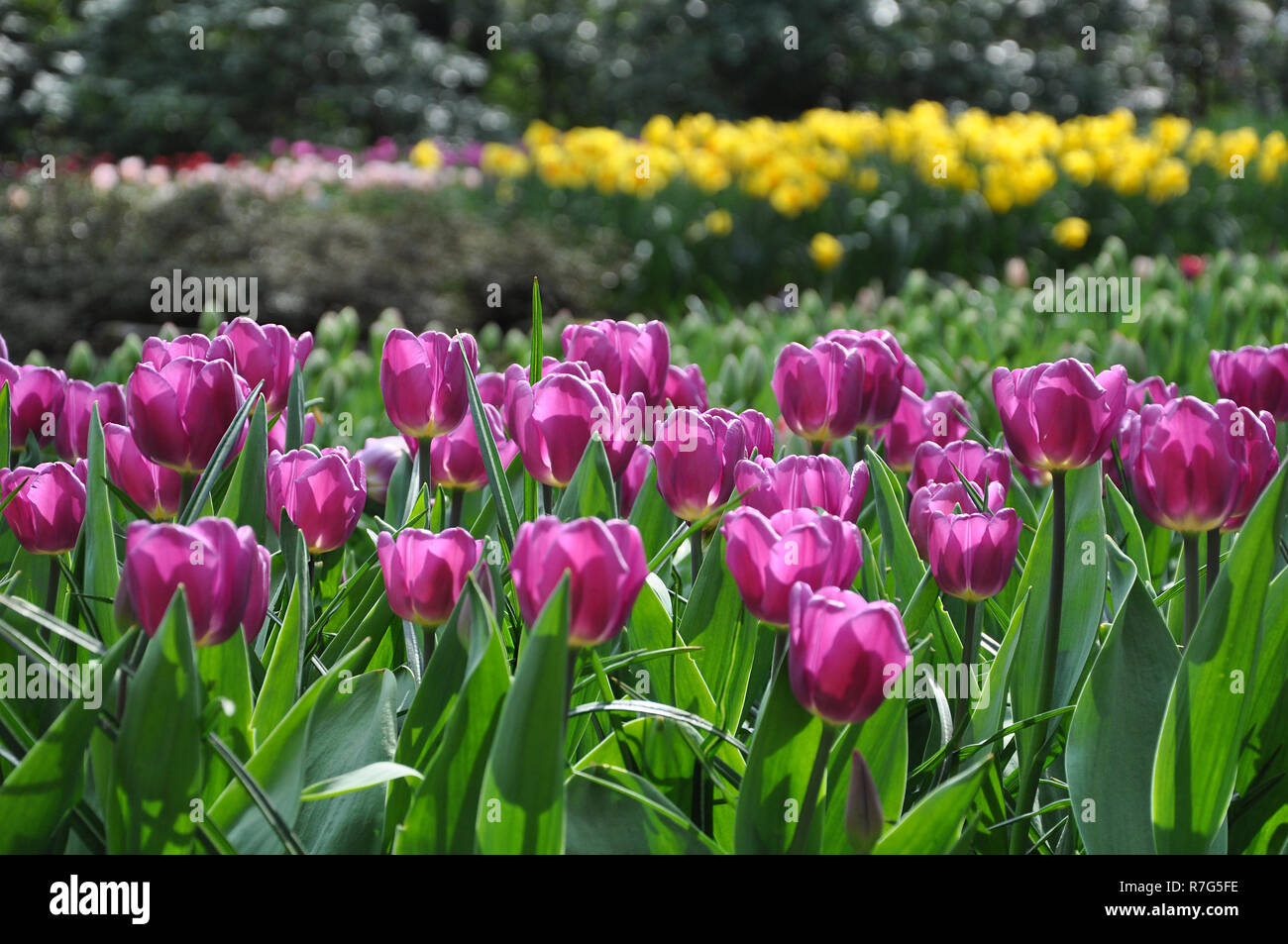 Luminosa rosa scuro i tulipani in fiore nel giardino, sfondo sfocato, il fuoco selettivo. Foto Stock