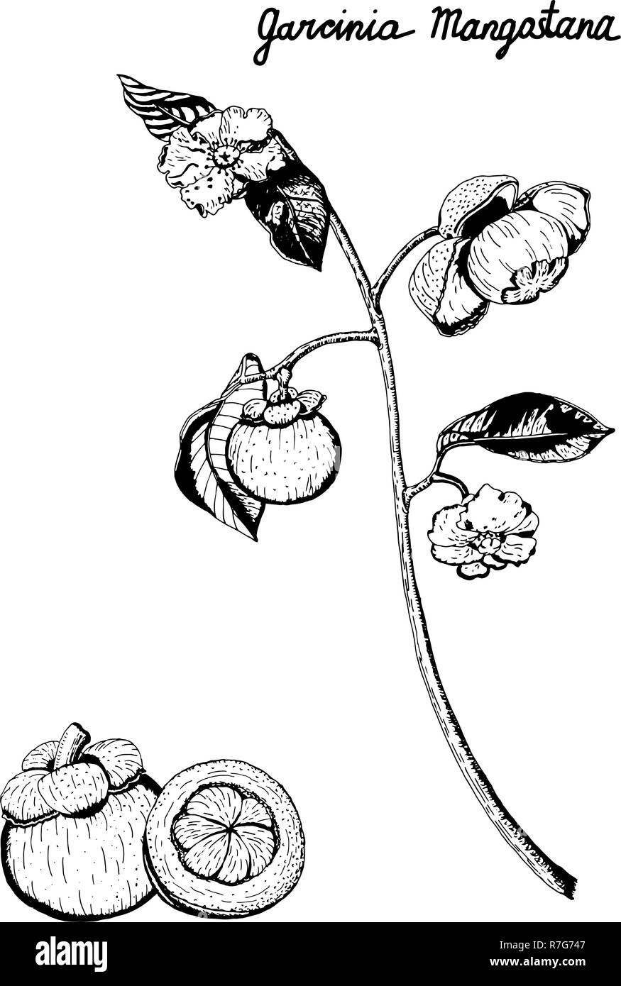 Vettore illustrazione botanica di porpora mangosteen il ramo di frutti, fiori, foglie. Garcinia Mangostana, isolato su sfondo bianco, disegnati a mano in Illustrazione Vettoriale