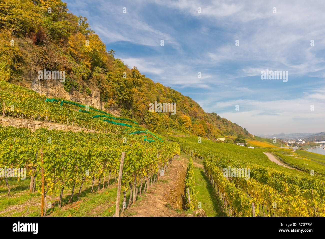 Vigne e il vino nella Valle della Mosella, Granducato del Lussemburgo, Europa Foto Stock