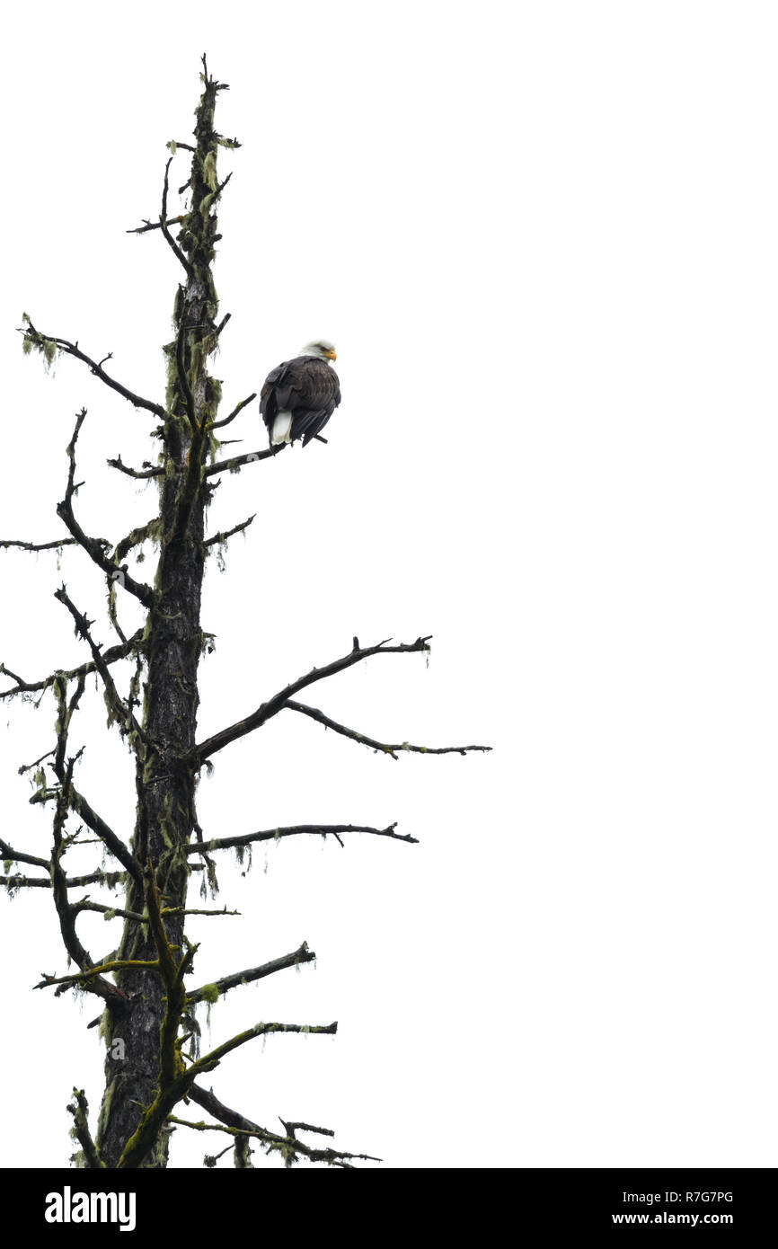 Adulto aquila calva appollaiato su un albero morto con un bianco cielo molto nuvoloso in background Foto Stock