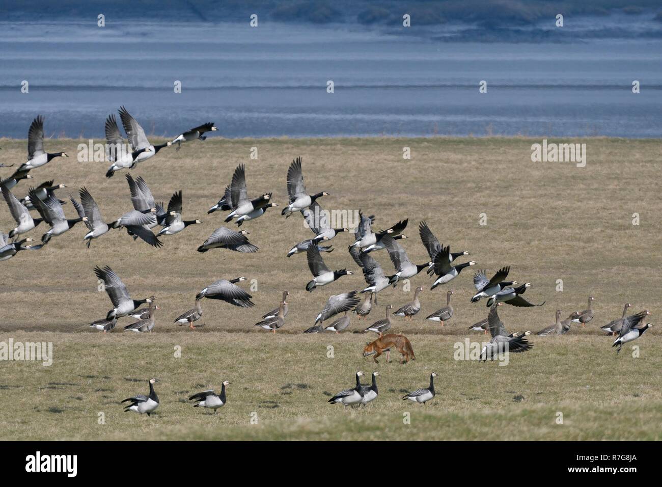 Oche facciabianca (Branta leucopsis) prendendo il largo come un rosso di caccia volpe (Vulpes vulpes) passeggiate attraverso il saltmarsh erano appoggio Severn Estuary, REGNO UNITO Foto Stock