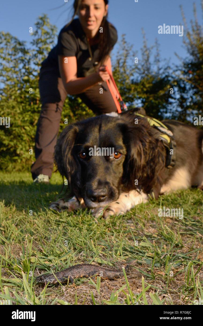 Sniffer dog Freya guardando un grande tritone crestato (Triturus cristatus) trovata nel corso di un esercizio, tenuto sul piombo da Nikki Glover del Wessex acqua. Foto Stock