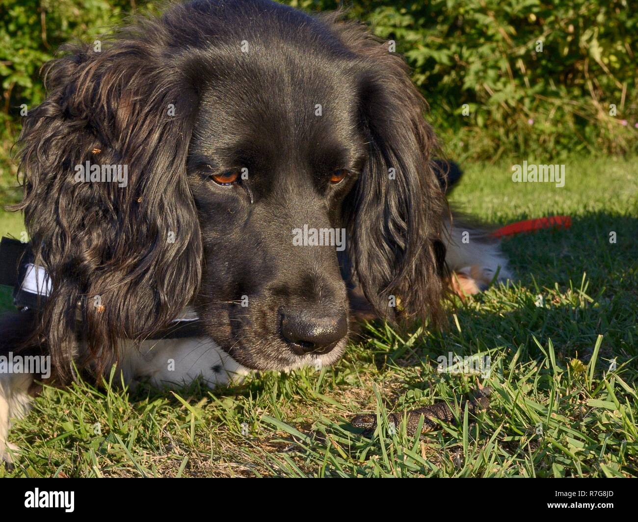Sniffer dog Freya seduto e guardando un grande tritone crestato (Triturus cristatus) ha trovato su un prato durante un esercizio, Somerset, Regno Unito Foto Stock