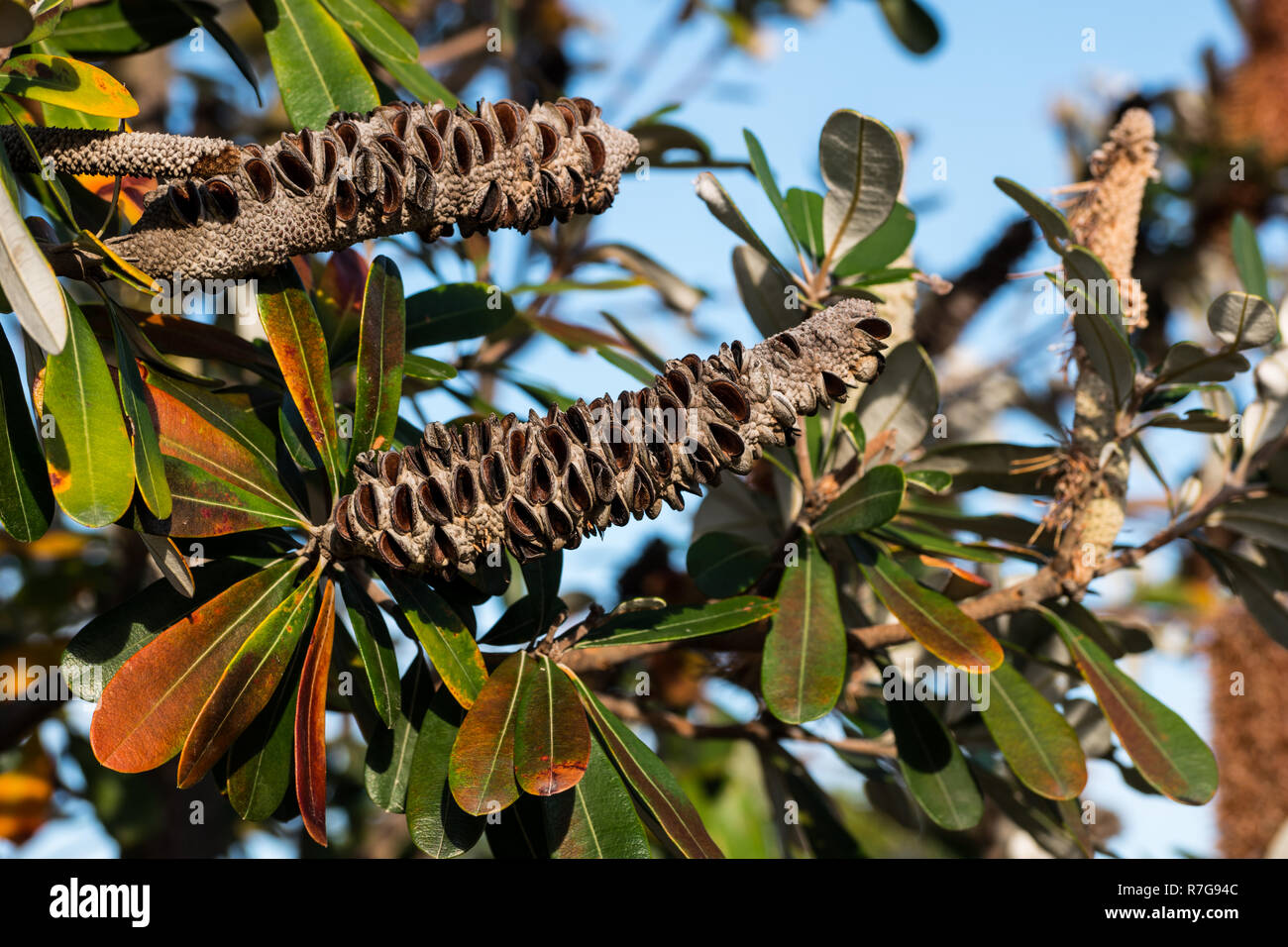 Nativo di impianto australiano - Banksia bush Foto Stock