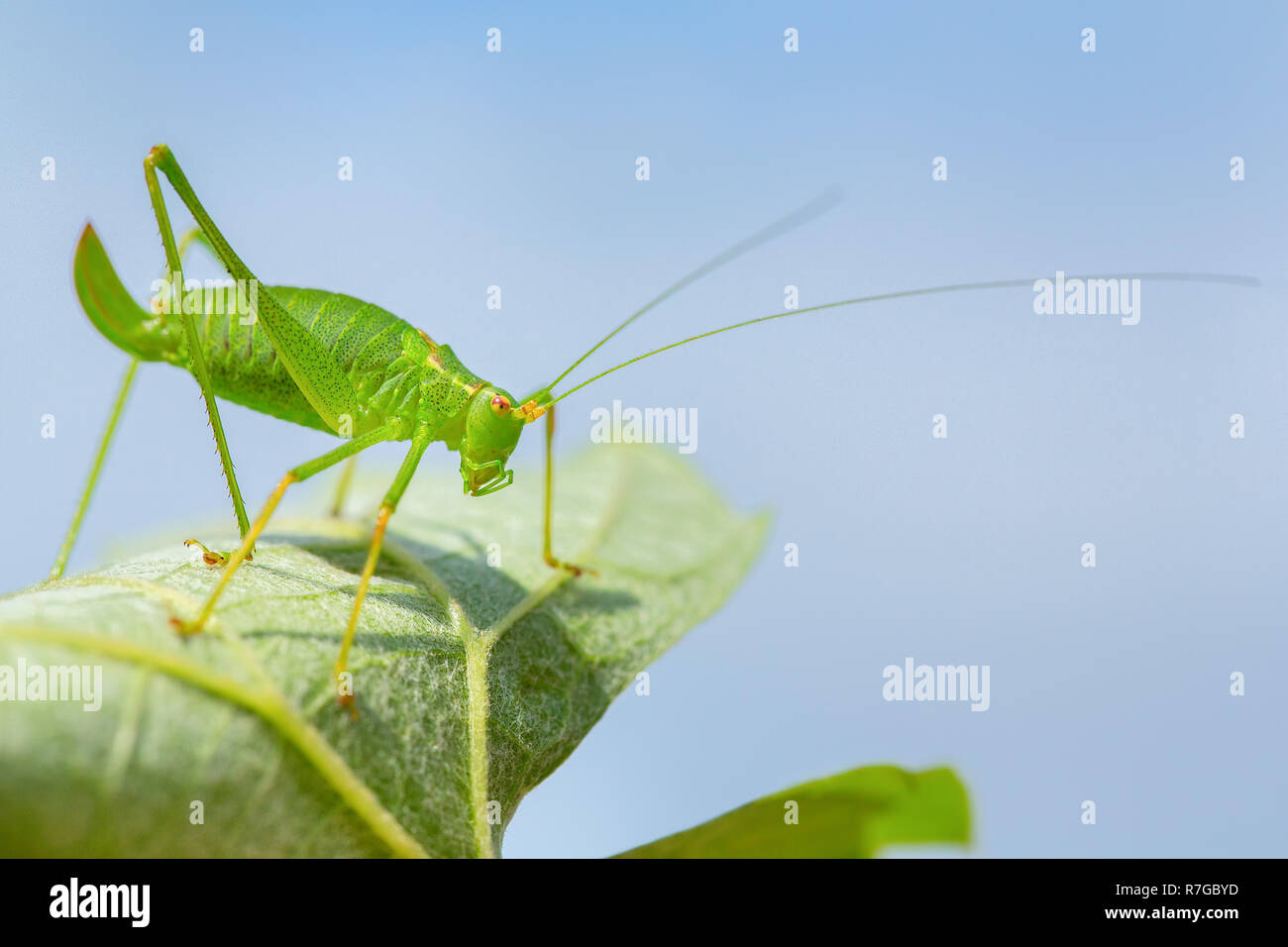 Cavalletta verde insetto con gambe lunghe e tastatori sulla foglia con sky Foto Stock