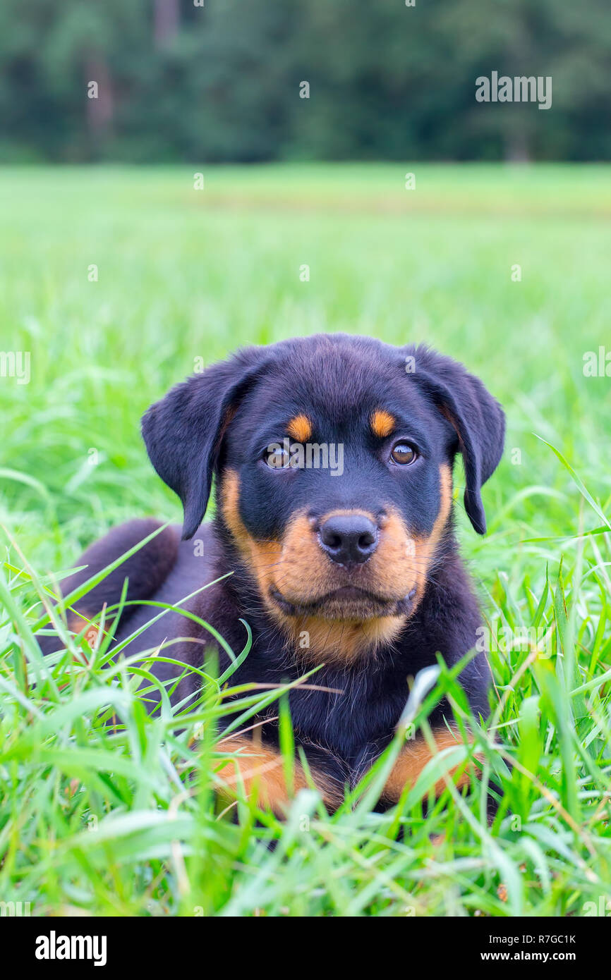 Ritratto di giovane cane Rottweiler giacente nel campo di erba Foto Stock