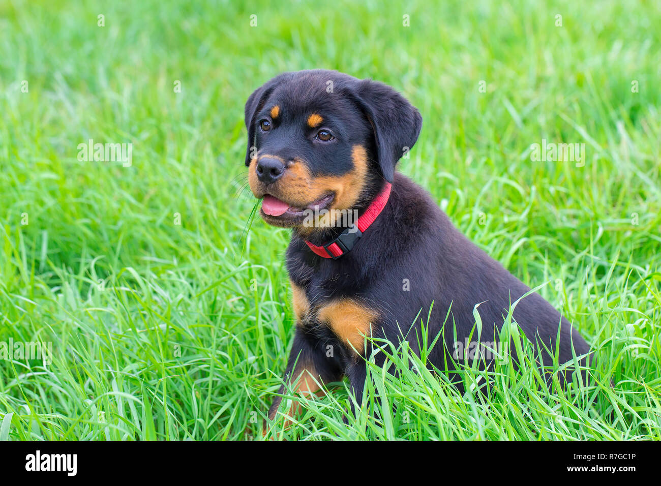 Ritratto di giovane rottweiler dog sitter in pascolo verde Foto Stock