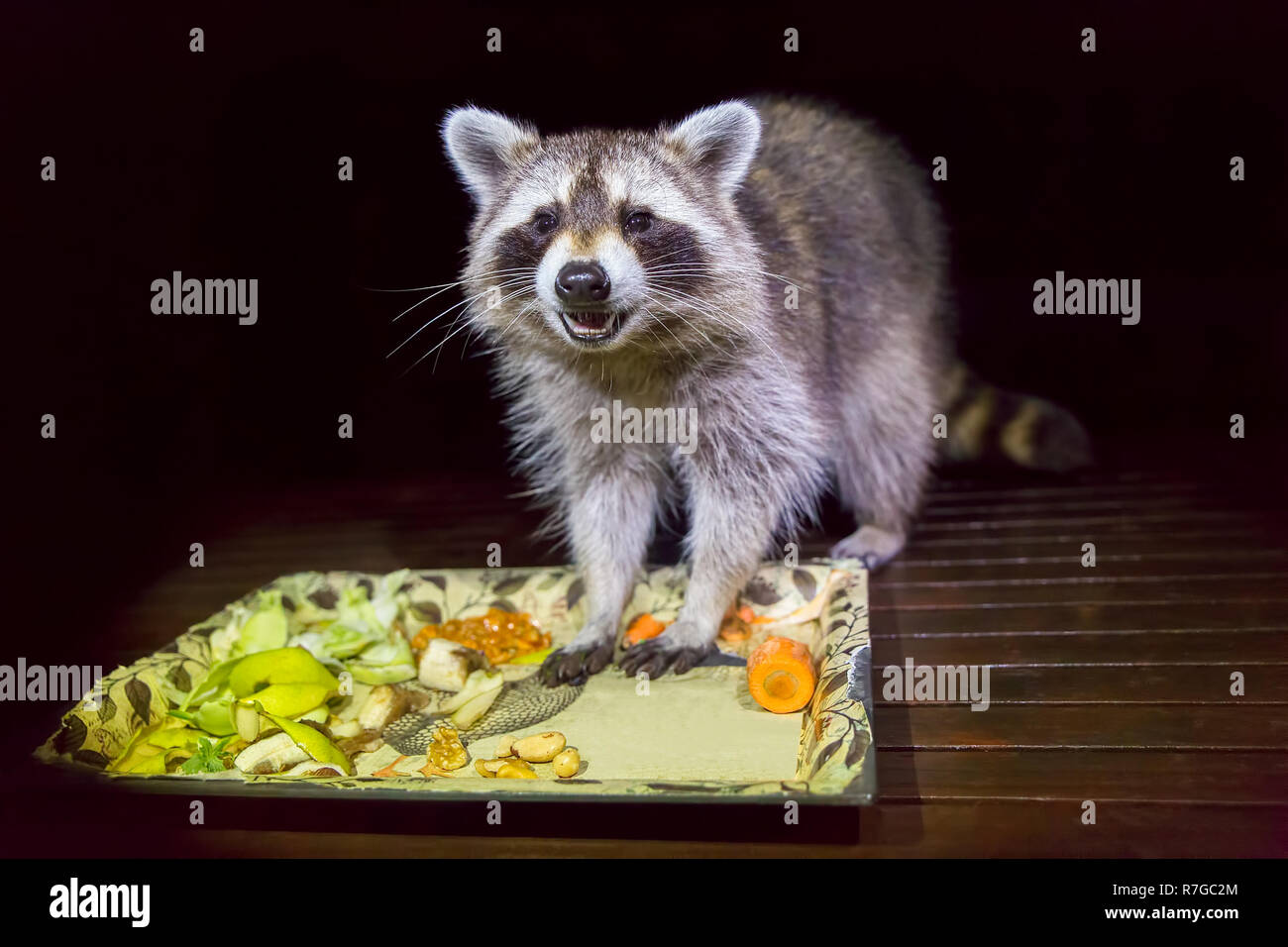 Tame adulto raccoon con il cibo nel buio serale Foto Stock