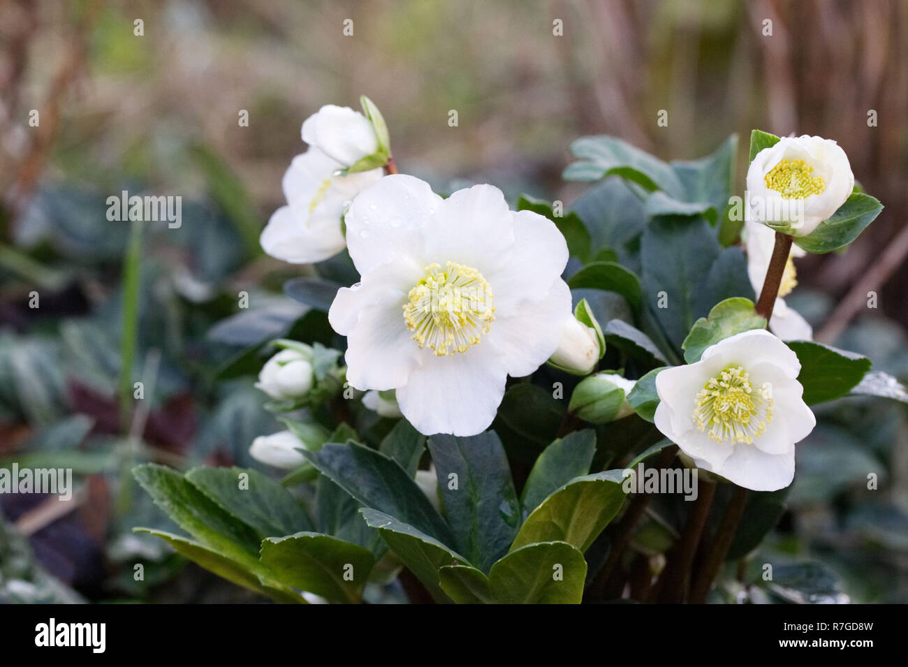 Helleborus niger 'Christmas Carol' Fiori. Foto Stock