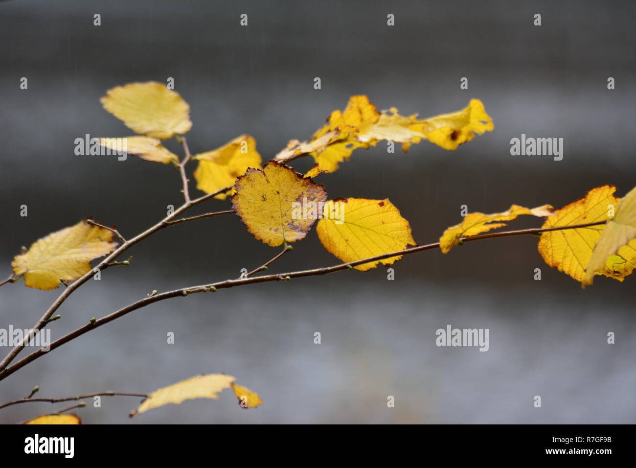 Belle Foglie di autunno intorno LLyn Mair, Gwynedd Foto Stock