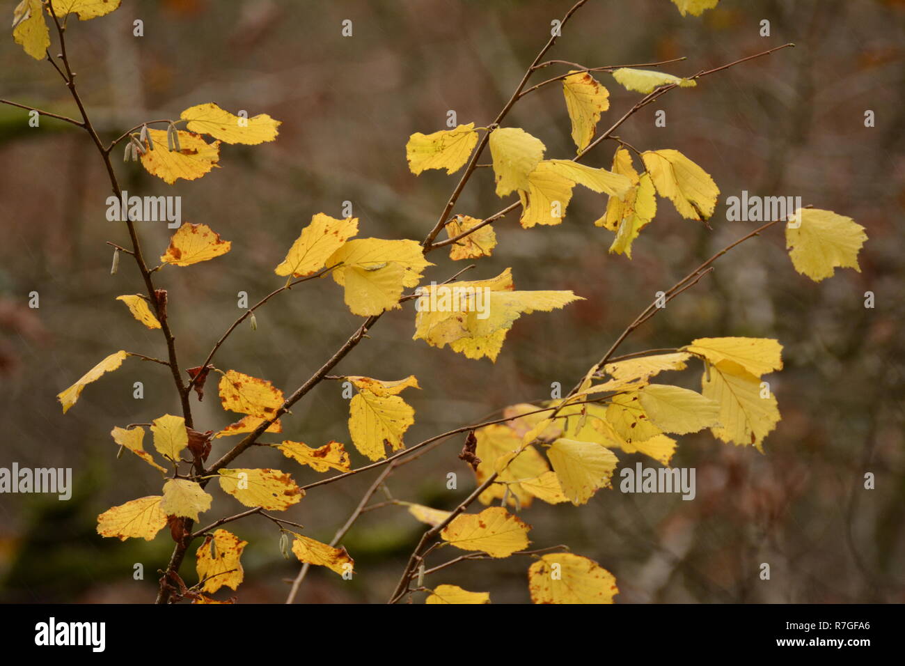 Belle Foglie di autunno intorno LLyn Mair, Gwynedd Foto Stock