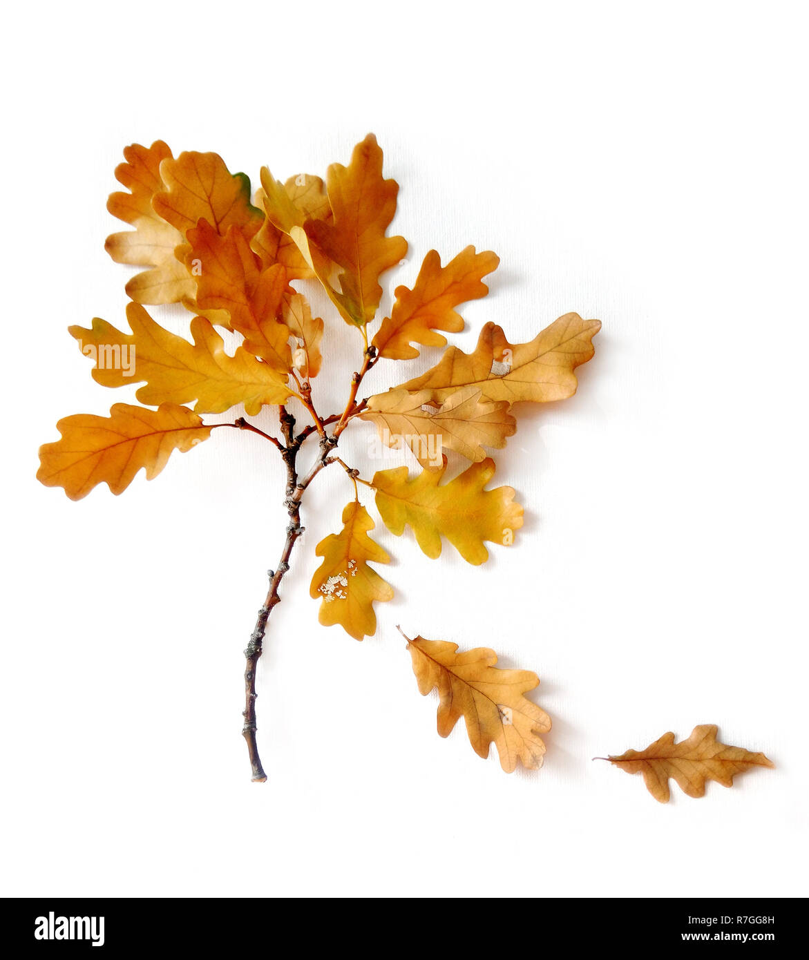 Composizione d'autunno. Foglie di quercia bianca su sfondo isolato. In autunno, il concetto di caduta. Appartamento laico, vista dall'alto autunno bouquet. Foto Stock