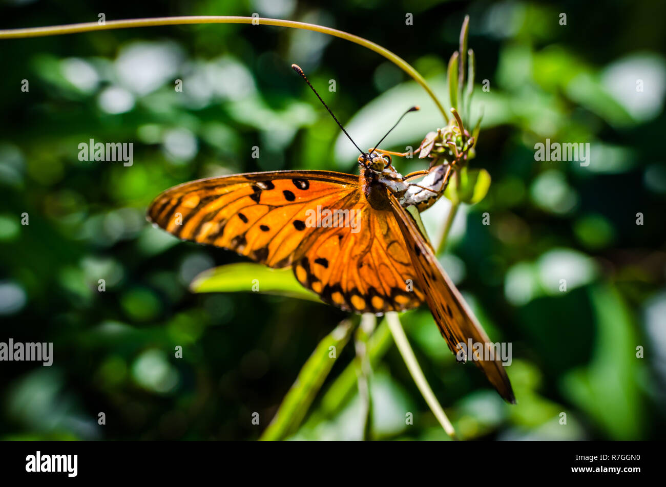 Butterfly su foglie verdi. Bellissimo insetto in natura. Foto Stock