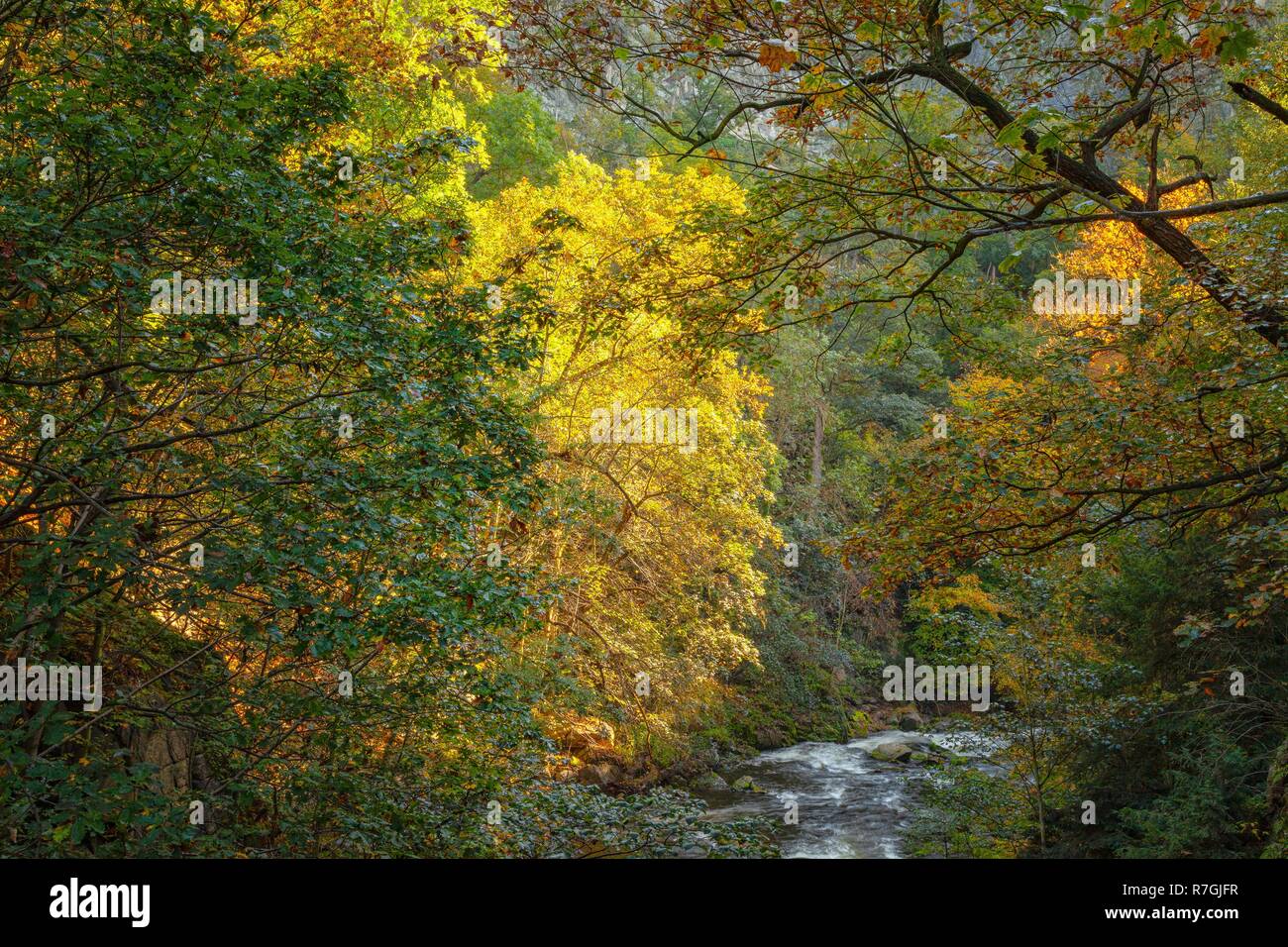 Il fiume di montagna con alberi colorati in autunno Foto Stock
