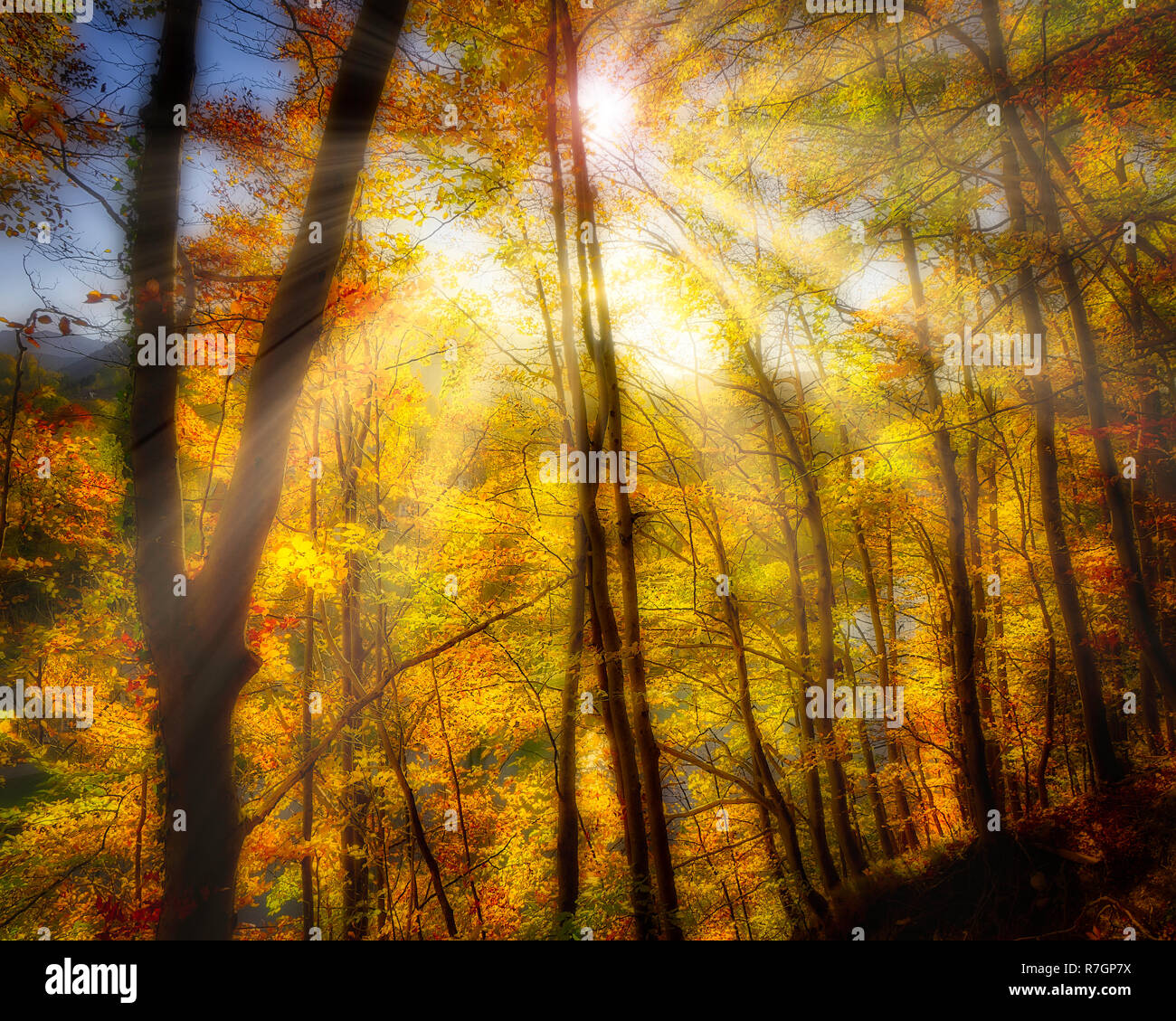 DE - Baviera: Kalvarienberg autunnali foresta a Bad Toelz (HDR-immagine) Foto Stock