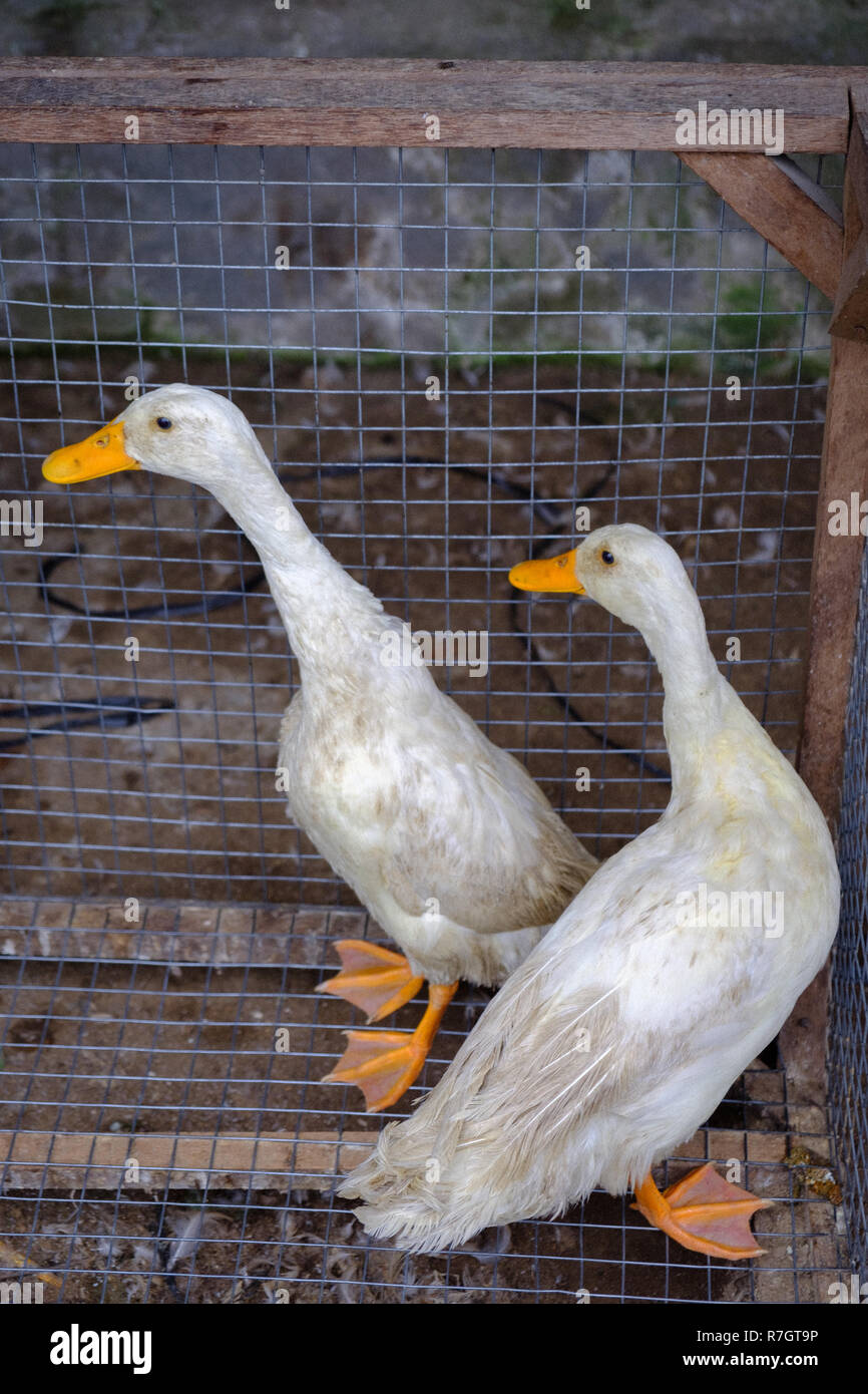 Vivere le anatre in vendita su un mercato a Bali Foto Stock