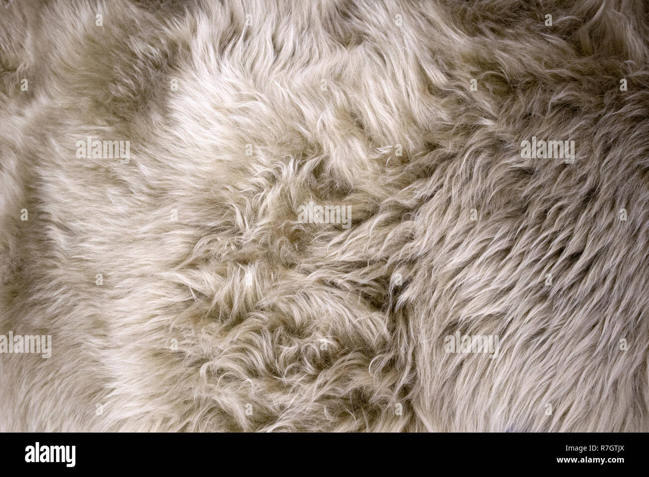 Bianco e beige soffice pelliccia di pecora closeup, può essere utilizzato come sfondo o texture Foto Stock