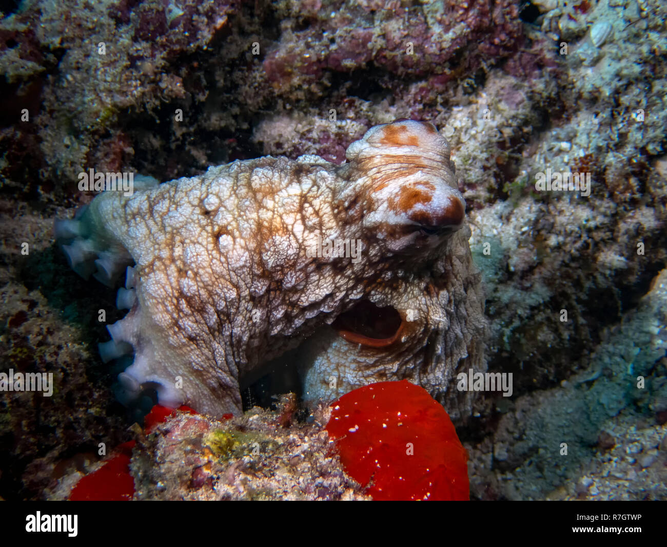 Un Polpo (Octopus cyanea) nell'Oceano Indiano Foto Stock