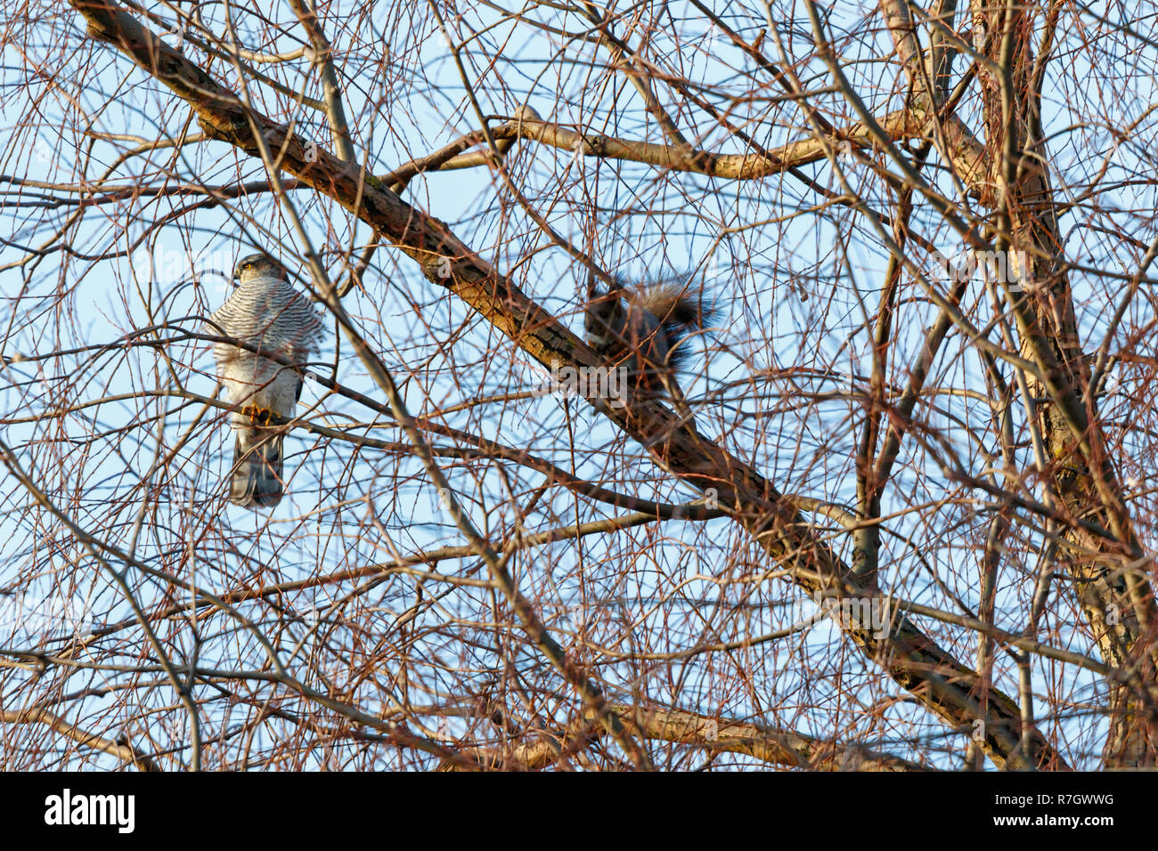 Eurasian Sparviero (Accipiter nisus). La Russia. Foto Stock
