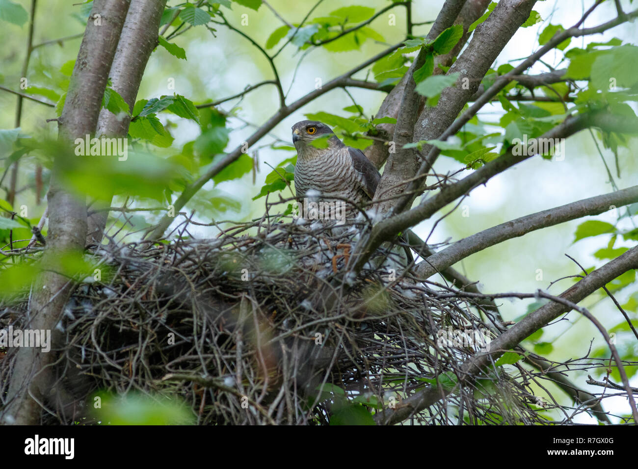 Accipiter nisus. Il nido di sparviero eurasiatico in natura. Foto Stock