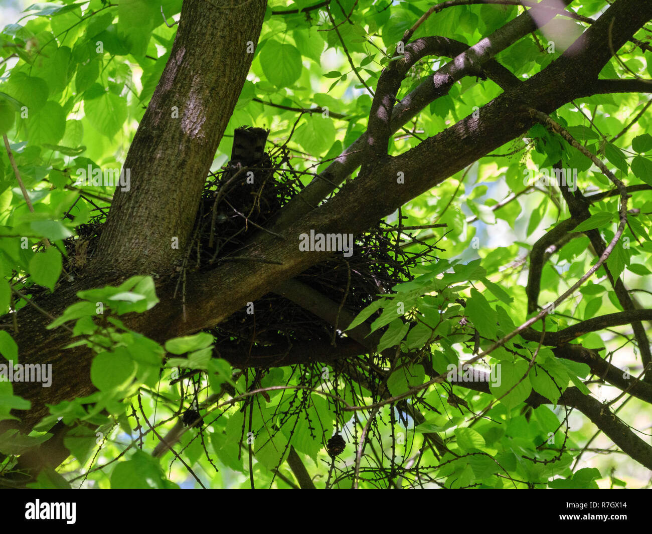 Eurasian Sparviero (Accipiter nisus). La Russia. Mosca Foto Stock
