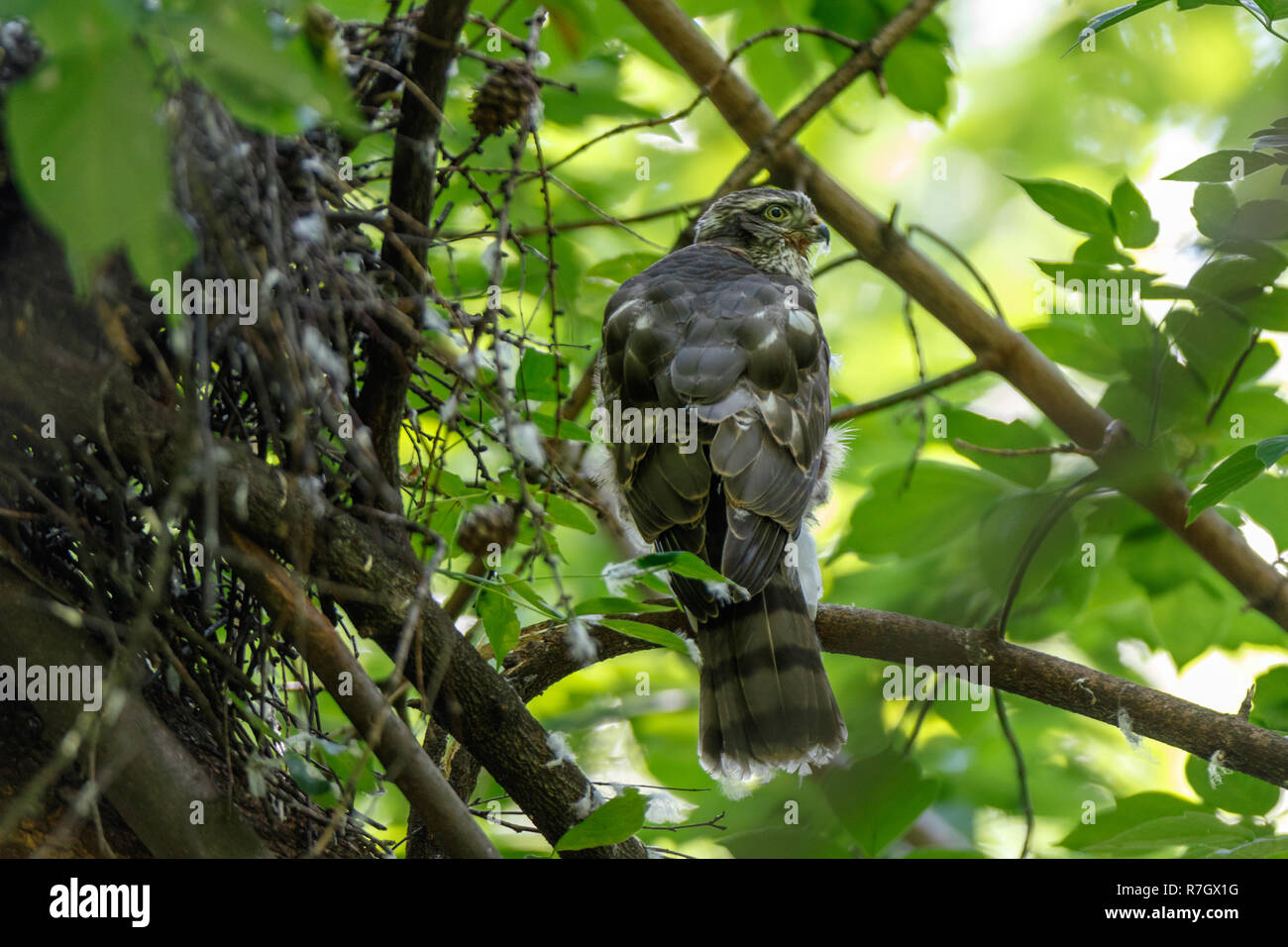 Eurasian Sparviero (Accipiter nisus). La Russia. Mosca Foto Stock