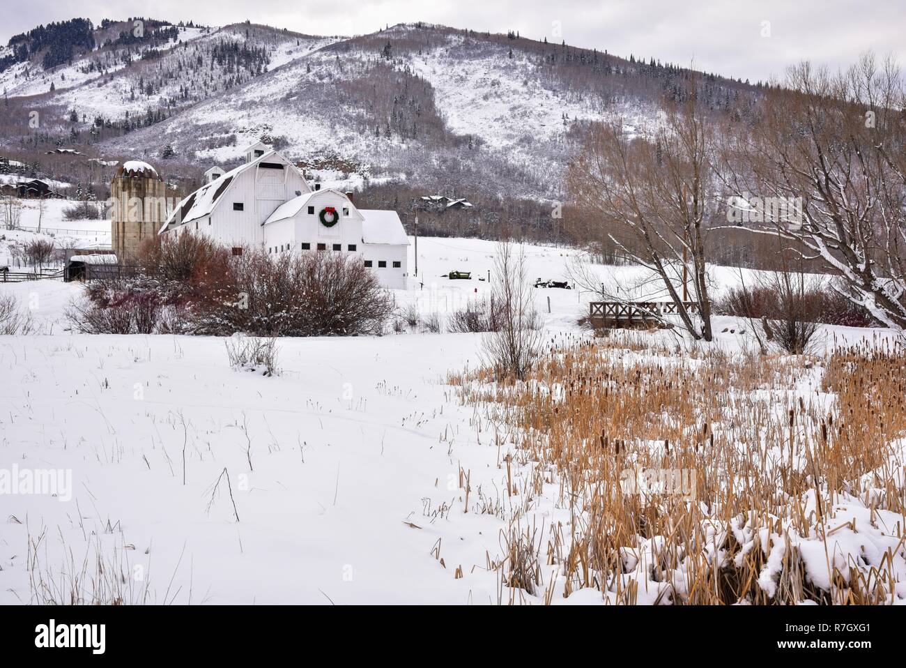 Caseificio bianco fienile con ghirlanda di Natale in un prato nevoso di Park City, UT. Foto Stock