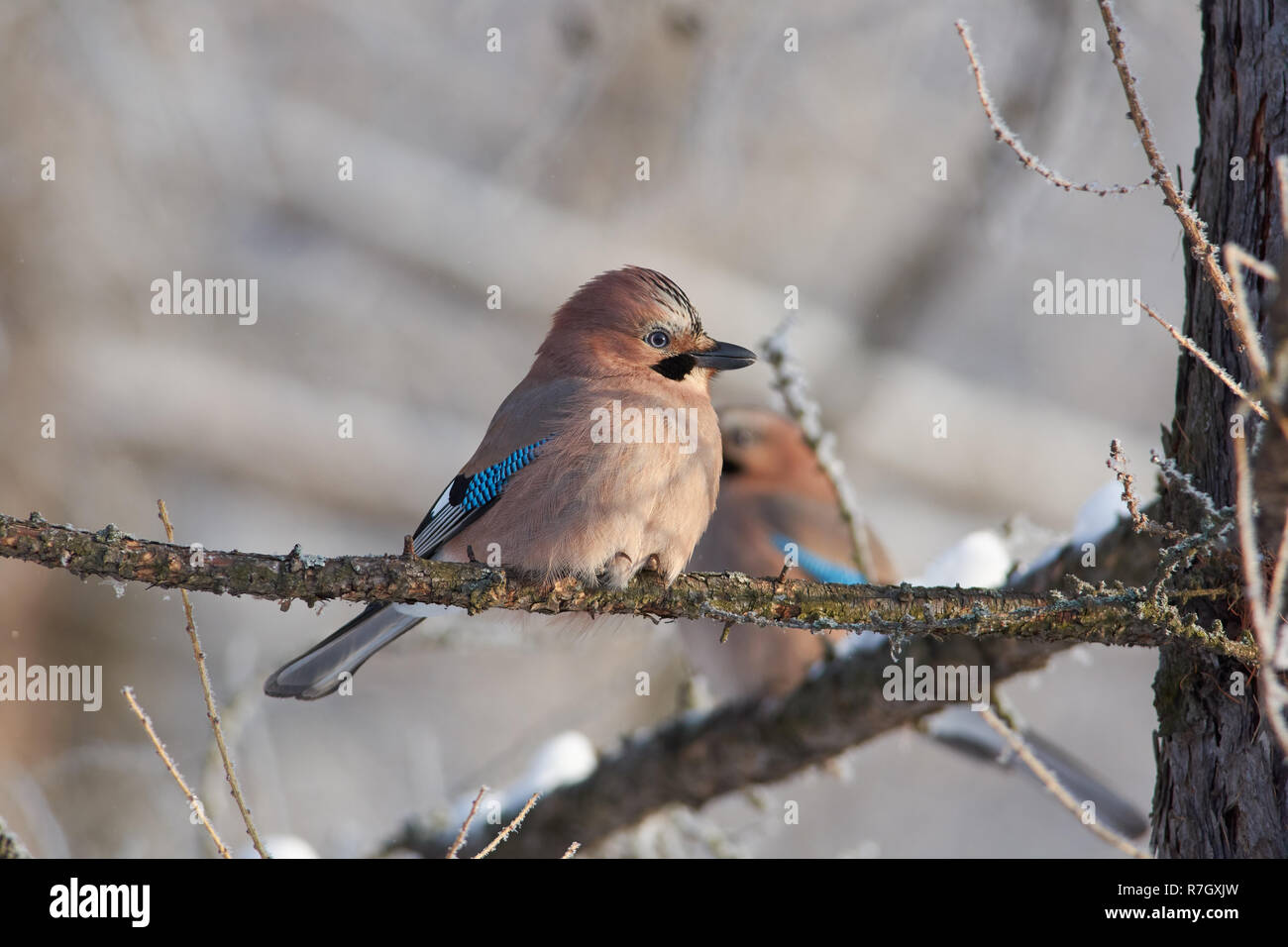 Eurasian jay (Garrulus glandarius) si siede su un ramo di larice in un parco forestale il primo giorno d'inverno. Foto Stock