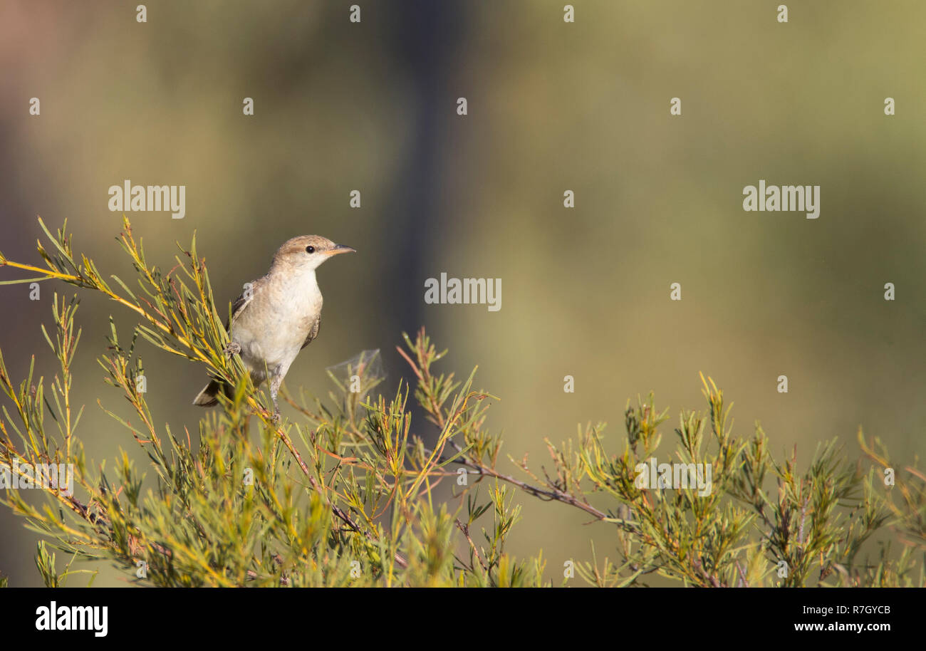 Femmina bianca-winged Triller, Lalage sueurii, arroccato in una boccola con copia spazio. Foto Stock