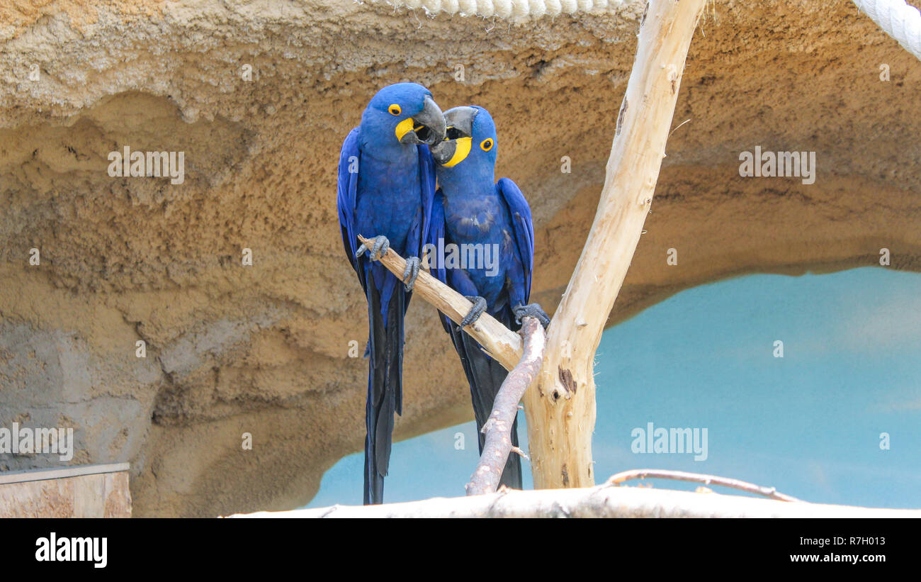 Due giacinto macaws seduta sul ramo Foto Stock