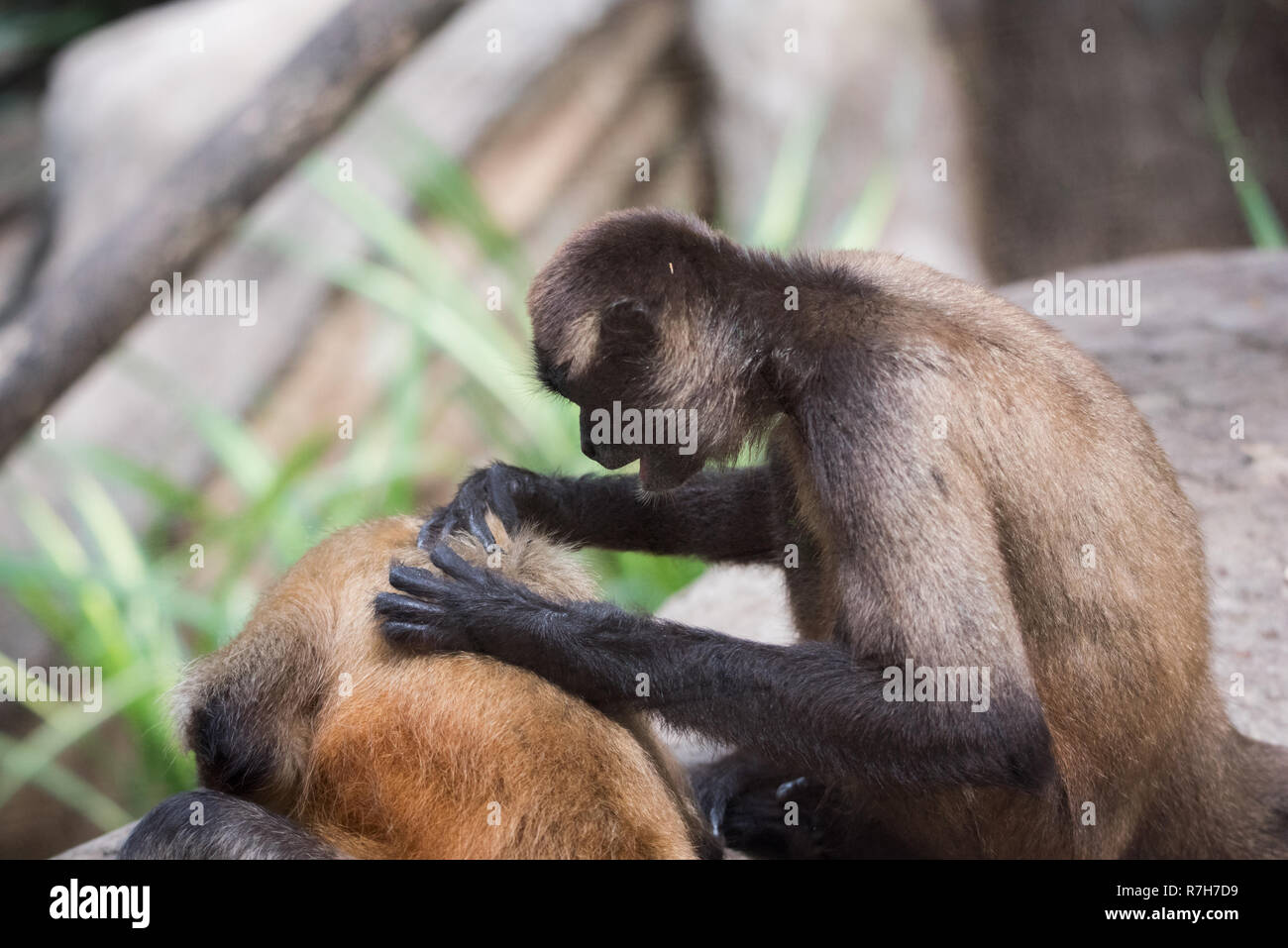 Geoffroy's spider monkey (Ateles geoffroyi), Aka il black-consegnato spider monkey. Foto Stock