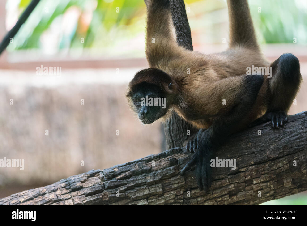Geoffroy's spider monkey (Ateles geoffroyi), Aka il black-consegnato spider monkey su un tronco di albero. Foto Stock