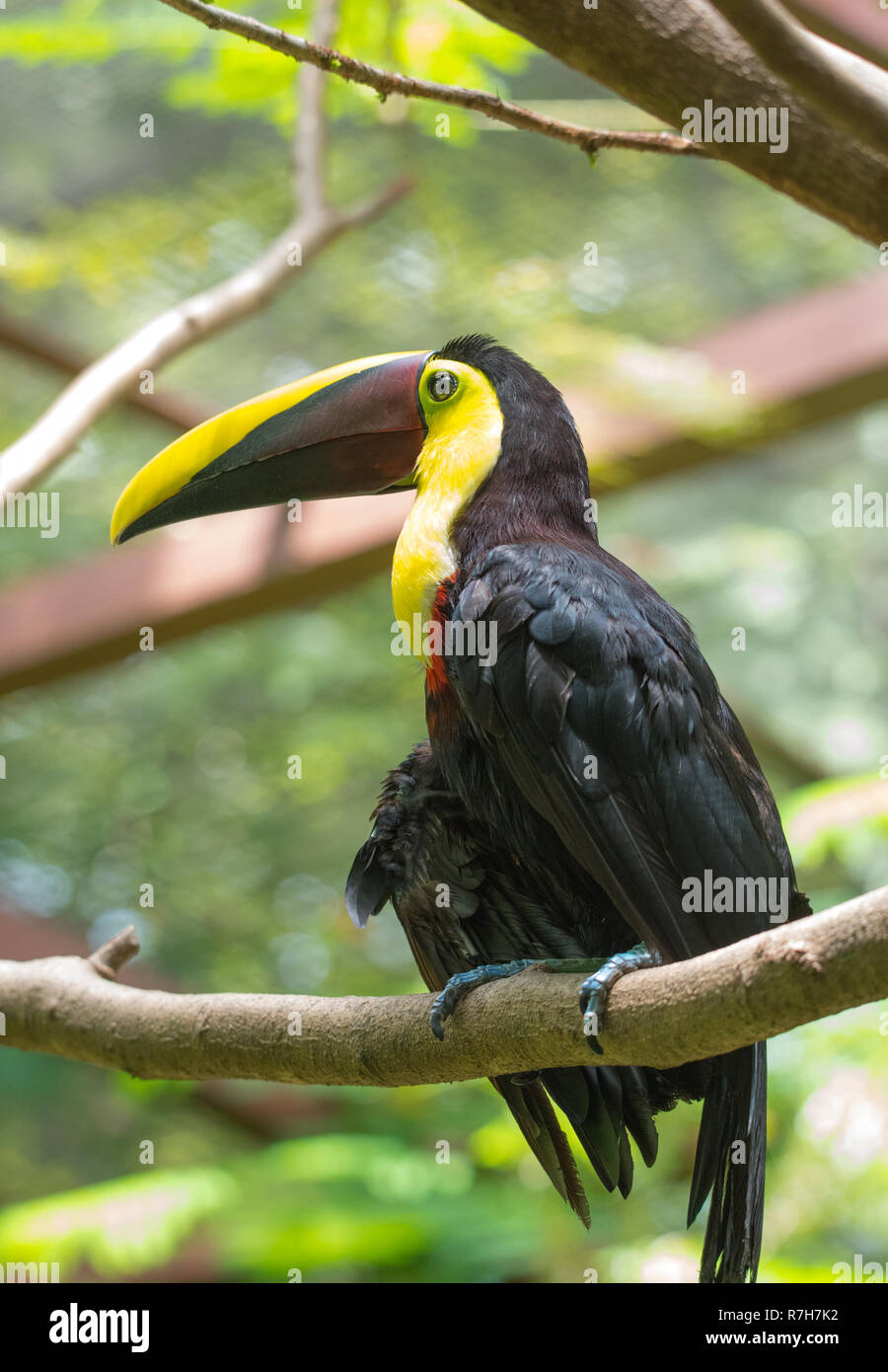 Costa Rican base mandibled di castagno o di Swainson's toucan (Ramphastos ambiguus swainsonii). Sottospecie del giallo-throated toucan. Foto Stock