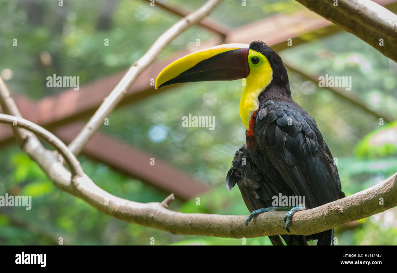 Costa Rican base mandibled di castagno o di Swainson's toucan (Ramphastos ambiguus swainsonii). Sottospecie del giallo-throated toucan. Foto Stock