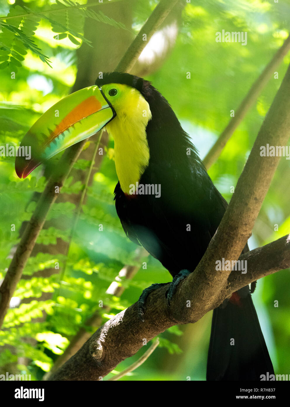 Chiglia fatturati toucan (Ramphastos sulfuratus), Aka petto di zolfo o rainbow fatturati toucan. Latino-americano membro della famiglia toucan. Foto Stock