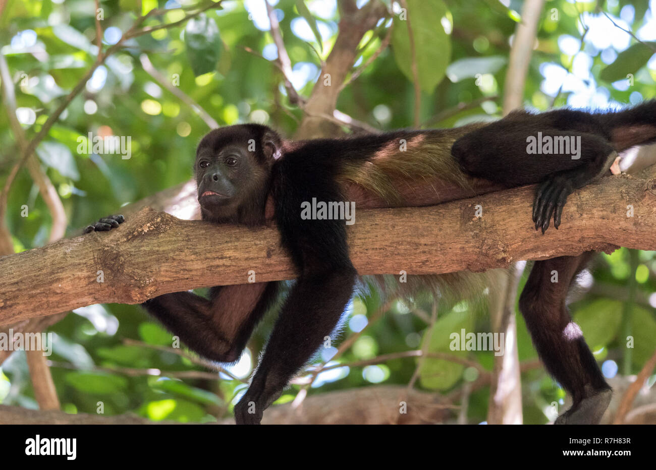 Nero scimmia urlatrice, genere Alouatta monotypic nella sottofamiglia Alouattinae, uno dei più grandi del Nuovo Mondo scimmie, poggia su una succursale nel suo habitat pioggia Foto Stock