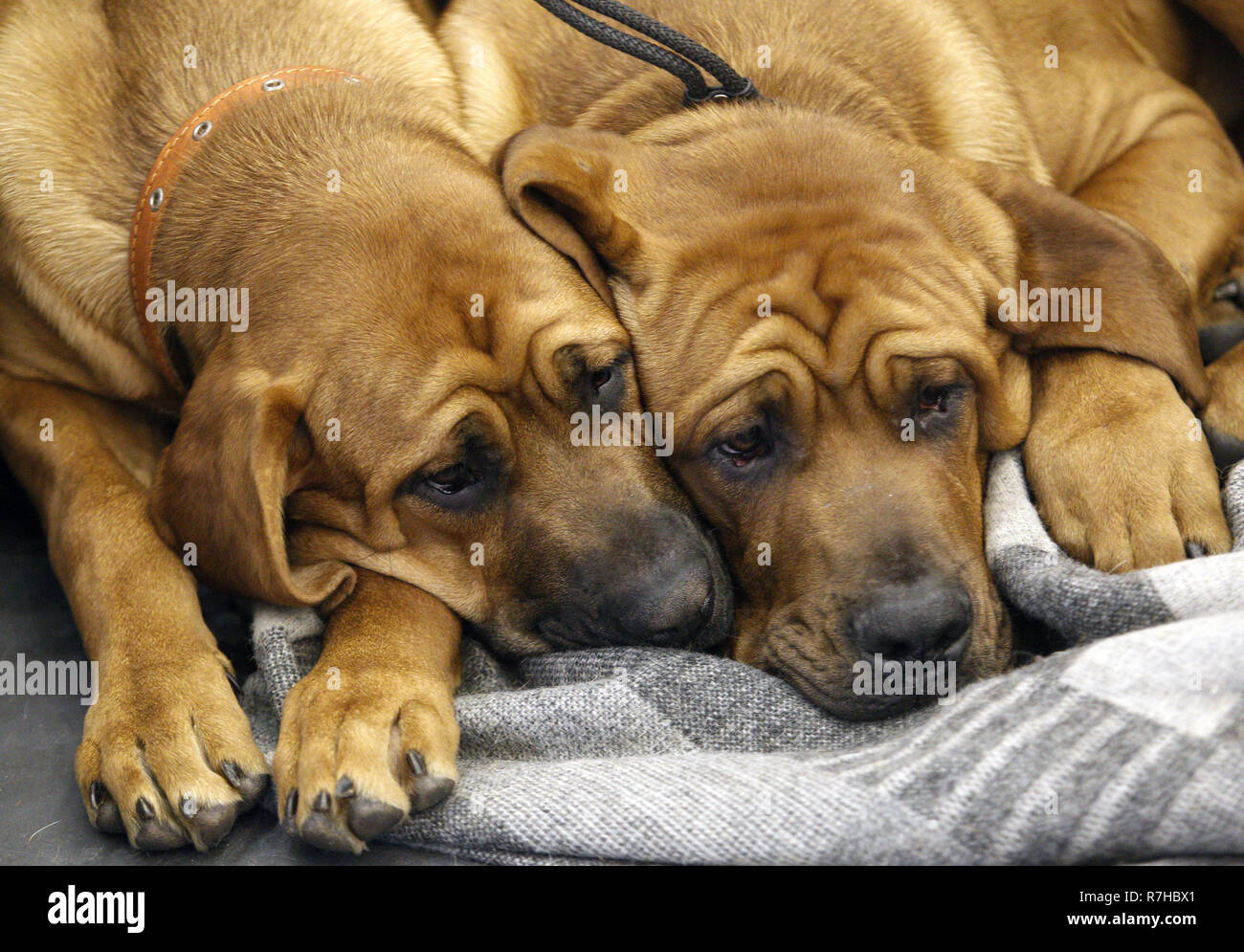 Kiev Kiev, Ucraina. Il 9 dicembre, 2018. I cani della Tosa inu (combattimento giapponesi Mastiff) razza sono visibili durante il dog show.coppa di cristallo di Ucraina 2018 dog show. Credito: Vadim Kot SOPA/images/ZUMA filo/Alamy Live News Foto Stock