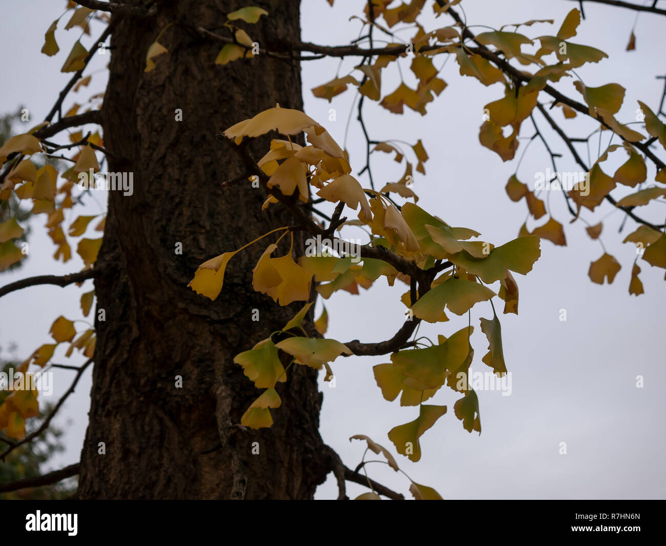 Close-up di un ginkgo tronco di albero, Ginkgo Biloba Foto Stock