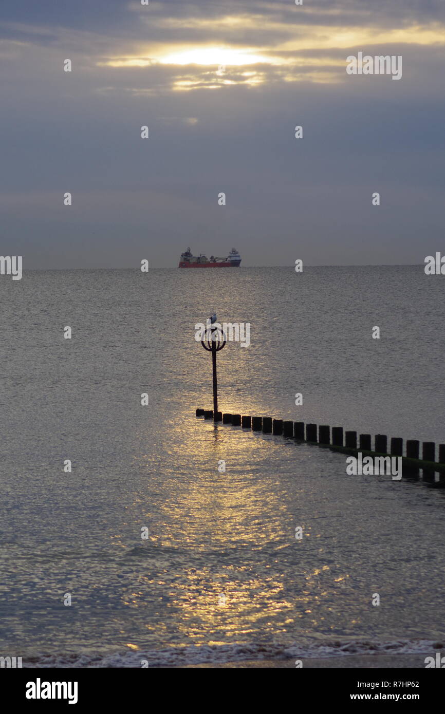 Appollaiato gabbiani reali su una spiaggia in legno Groyne nella luce dorata di Alba. Spiaggia di Aberdeen, Scozia, Regno Unito. Foto Stock