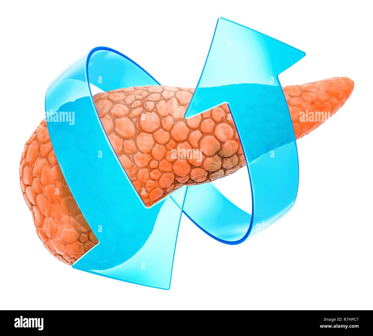 Pancreas umano con le frecce. Il trattamento e il recupero del concetto. 3D rendering isolati su sfondo bianco Foto Stock