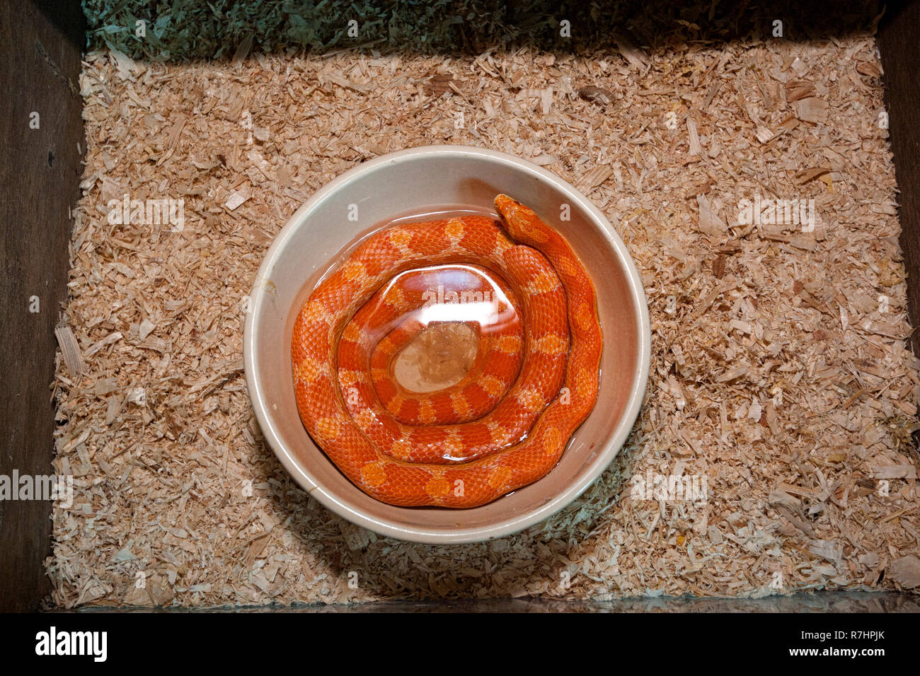 Un serpente di colore arancione in una tazza di acqua Foto Stock