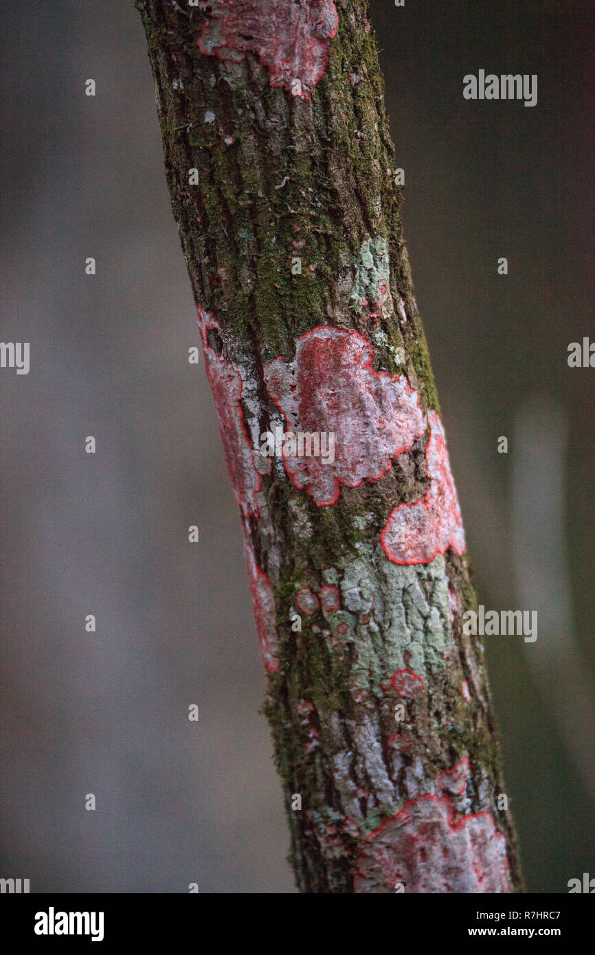 Rosa Crustose lichen Cryptothecia rubrocincta cresce su un albero nel santuario del cavatappi palude in Naples, Florida. Foto Stock