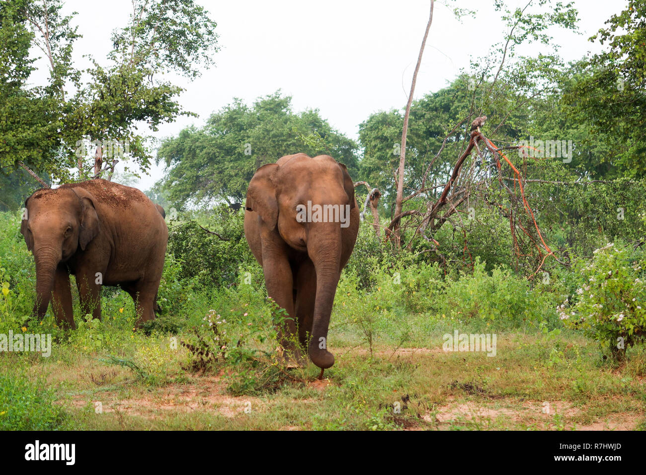 Due elefanti curiosi all'interno del Udawalawe parco nazionale, Sri La Foto Stock