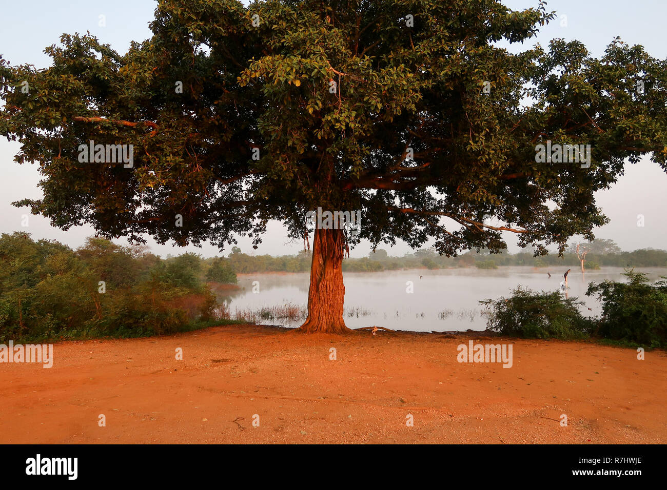 Albero all'interno del Udawalawe parco nazionale dello Sri lanka Foto Stock