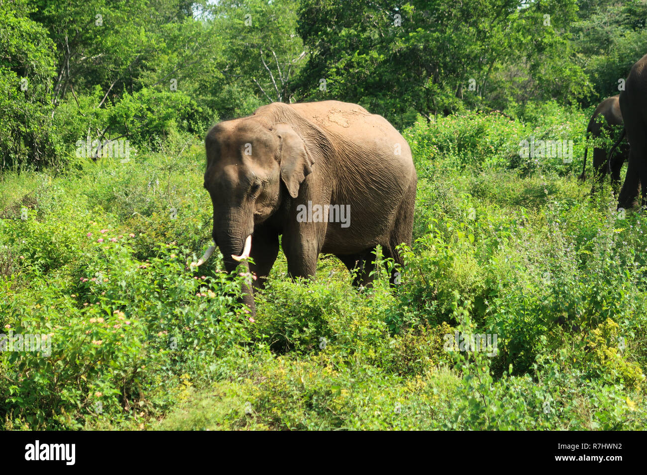 Secondo la guida Lonely capretti elefante asiatico nel Udawalawe parco nazionale, S Foto Stock